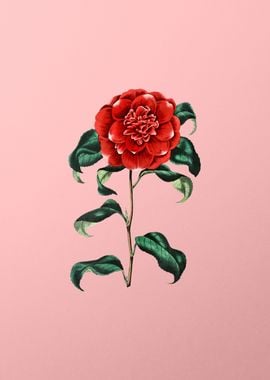 Crimson Camellia on Pink