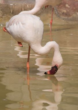 lesser flamingo in the far