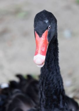 black swan in the farm