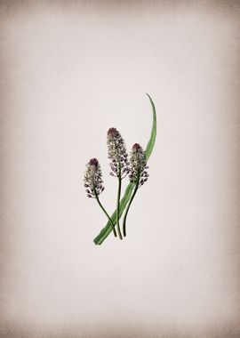 Meadow Squill Flower