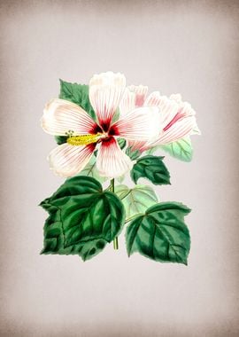 Vintage Marsh Hibiscus