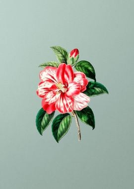 Vintage Japanese Camellia