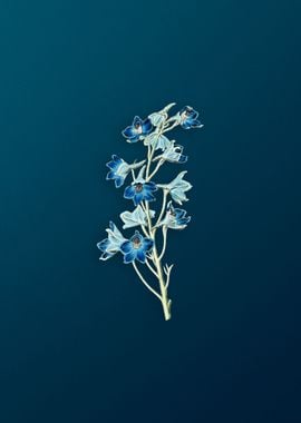 Shewy Delphinium Flower