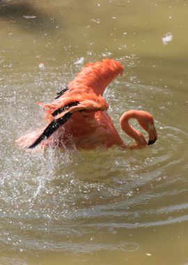 ruber flamingo 