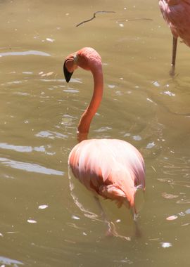 ruber flamingo 