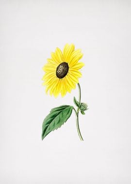 California Sunflower