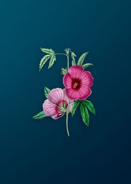 Lindleys Hibiscus on Teal