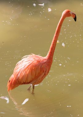 ruber flamingo