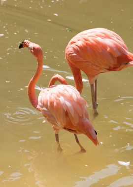 ruber flamingo 