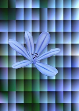 abstract Agapanthus flower