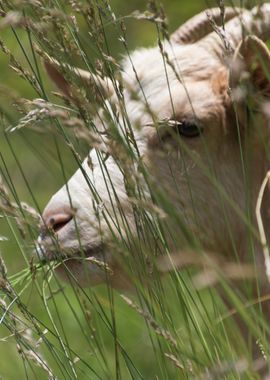 goat in the farm