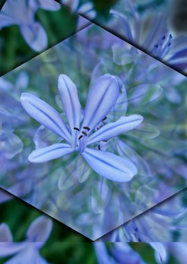 abstract Agapanthus flower