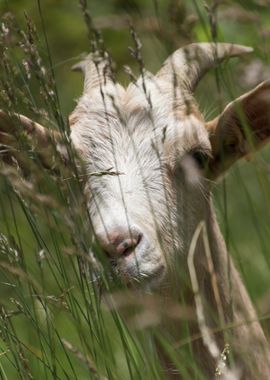 goat in the farm