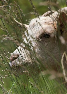 goat in the farm