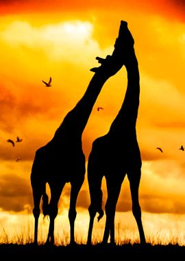 Giraffe Love 