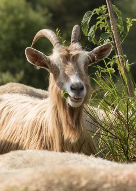 goat in the farm