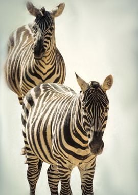 zebra in the forest