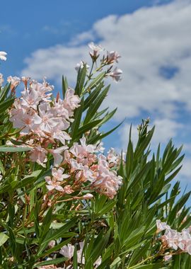 pink oleander 