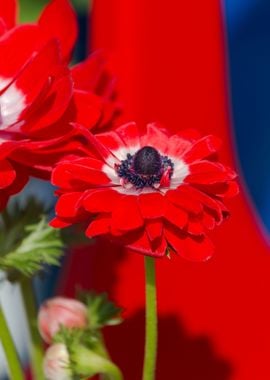 anemone in the garden