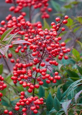 red berry in the garden 