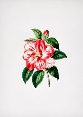 Vintage Japanese Camellia