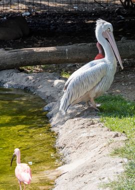 pelican in the farm