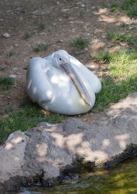 pelican in the farm