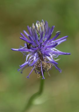 wildflower in the mountain