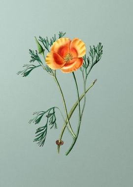 Saffron Color Eschscholzia