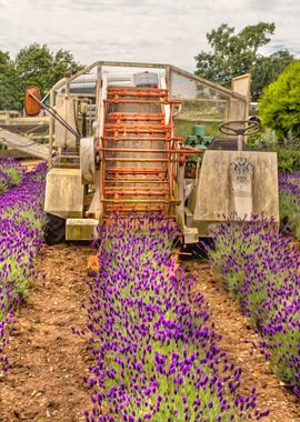 Vintage Lavender Harvester