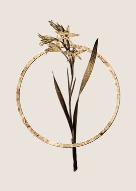 Gold Gladiolus Cuspidatus