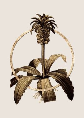 Gold Eucomis Regia Flower