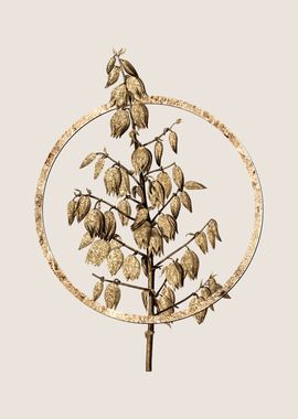 Gold Adams Needle Flower