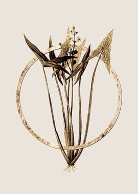 Gold Arrowhead Flower