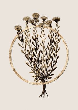 Gold Globe Daisies Flower