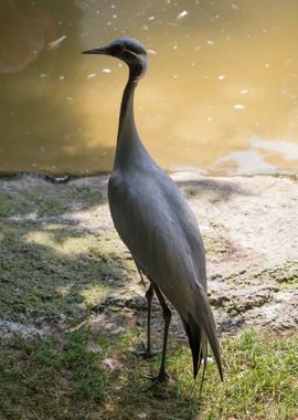 numidia bird