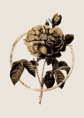 Gold Gallic Rose Flower