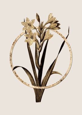 Gold Gladiolus Saccatus