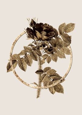 Gold Kamtschatka Rose