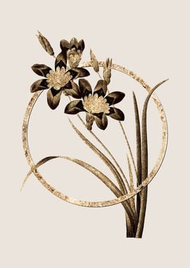 Gold Ixia Tricolor Lily