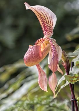 orchid in bloom