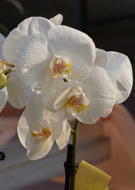 orchid in bloom for presen