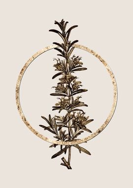 Gold Rosemary Herb Leaves