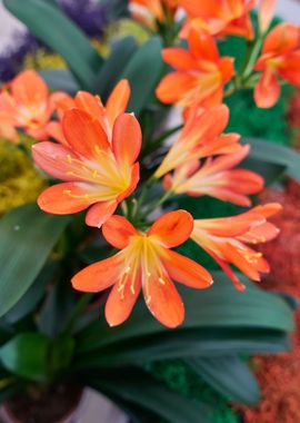 clivia in the garden