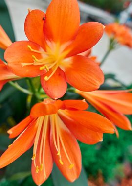 clivia in the garden