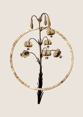 Gold Lilium Pyrenaicum