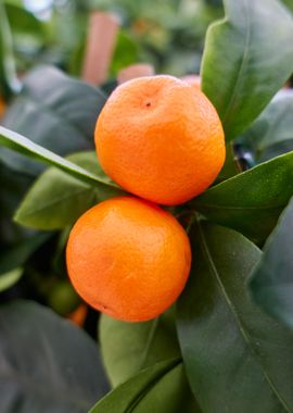 tangerine on plant