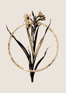 Gold Sword Lily Flower