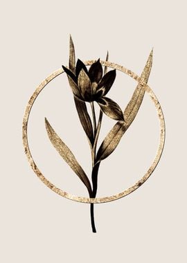 Gold Tulipa Oculus Colis