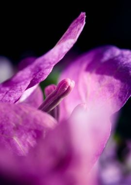 Bougainvillea